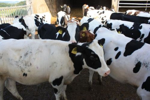 14 august dresden - 102