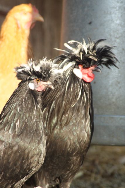 IMG_2283.JPG IMG_2283.JPG