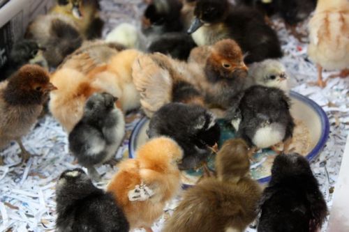 IMG_4210.JPG IMG_4210.JPG