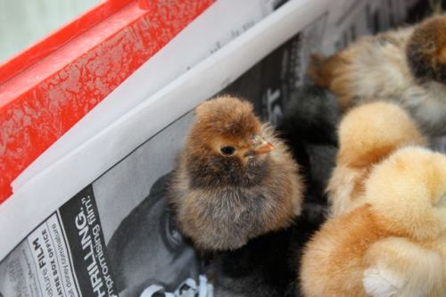 IMG_4216.JPG IMG_4216.JPG