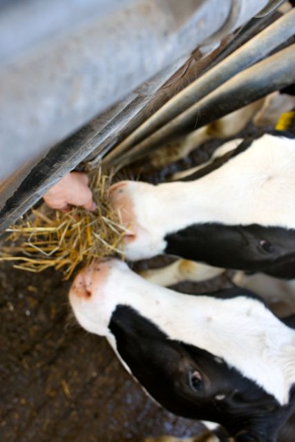 14 august dresden - 114