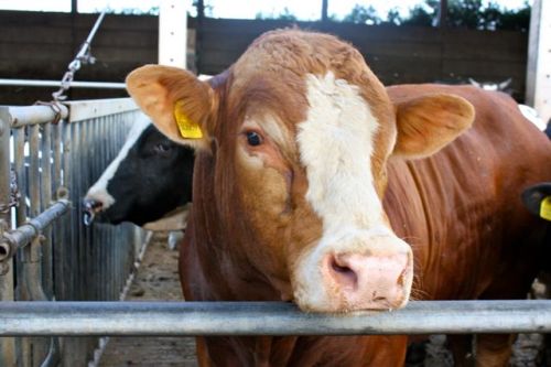 14 august dresden - 116