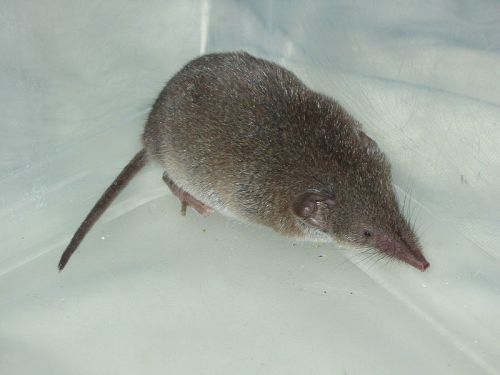 800px-Common_Shrew